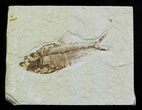 Bargain Diplomystus Fossil Fish - Wyoming #51810-1